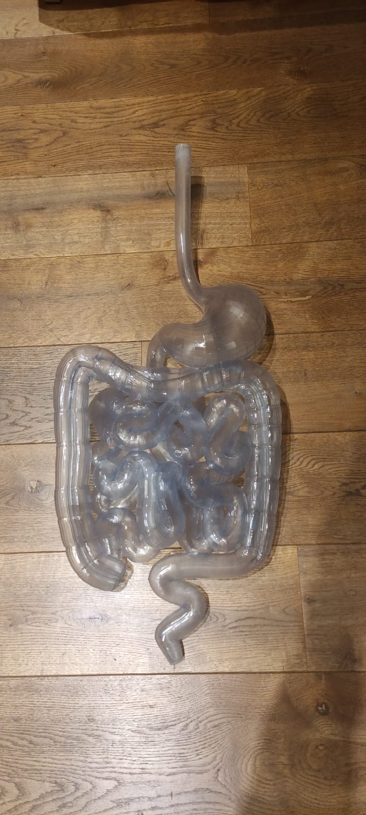 3D printed gastrointestinal tract model